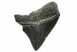 Posterior Juvenile Megalodon Tooth - South Carolina #375970-1